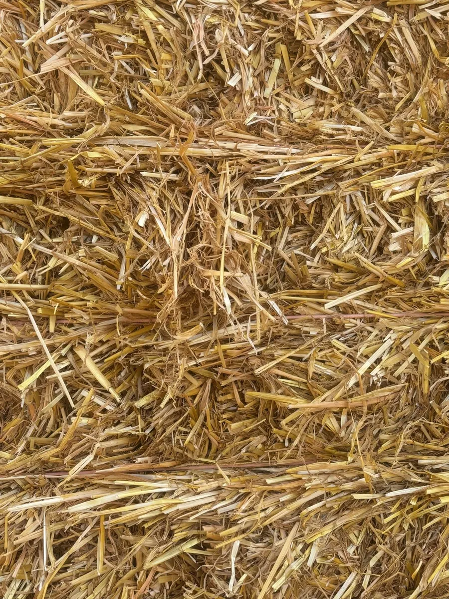 Barley straw - Image 4