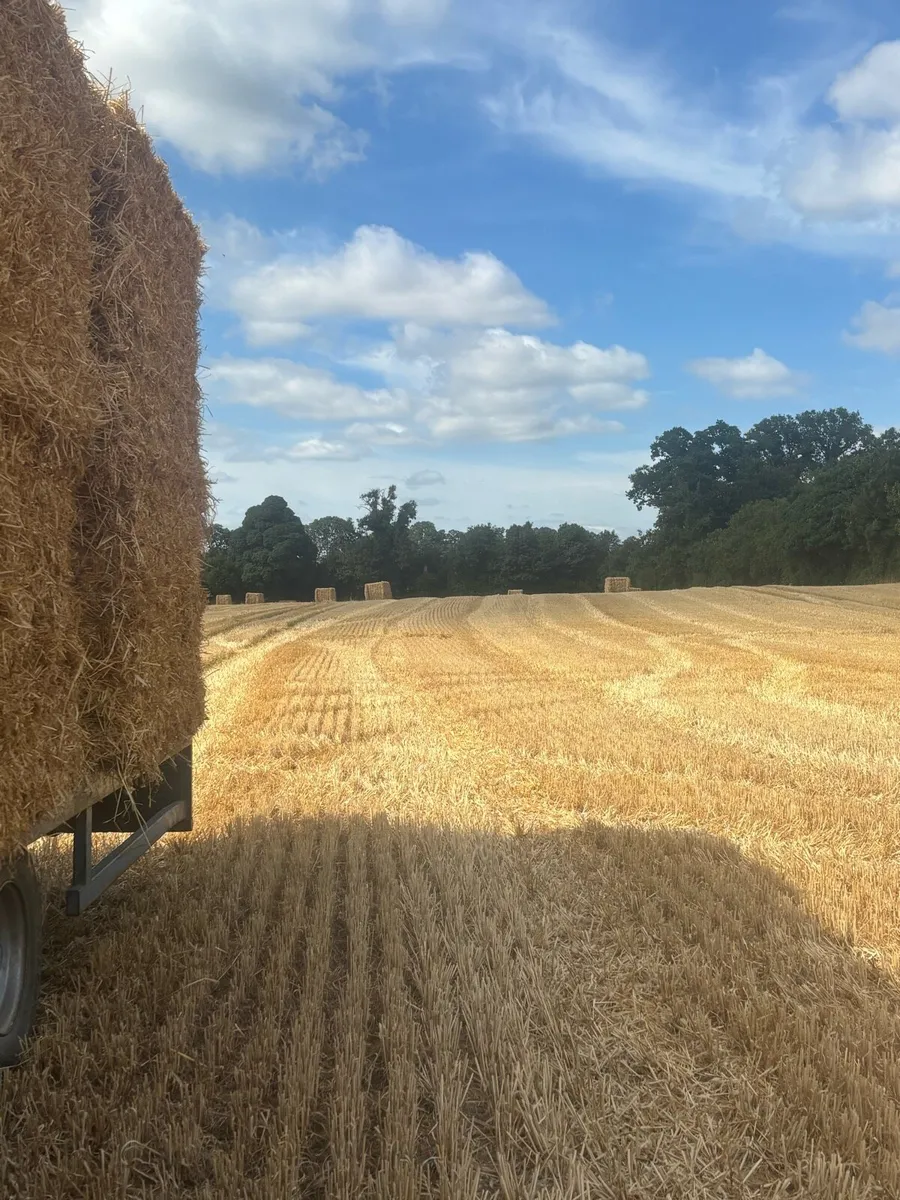 Barley straw - Image 2