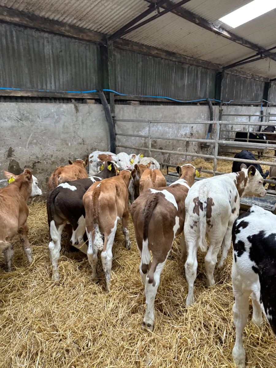 Reared bulls - Image 4