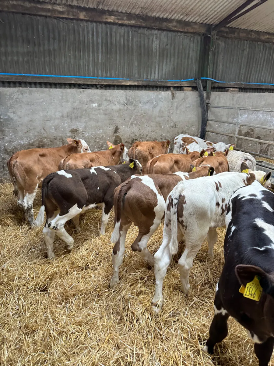 Reared bulls - Image 3