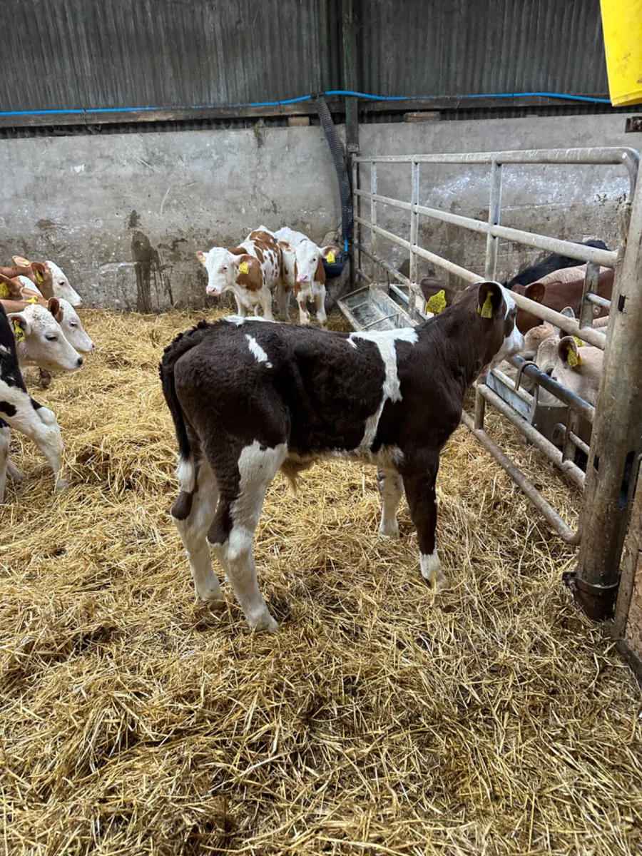 Reared bulls - Image 2