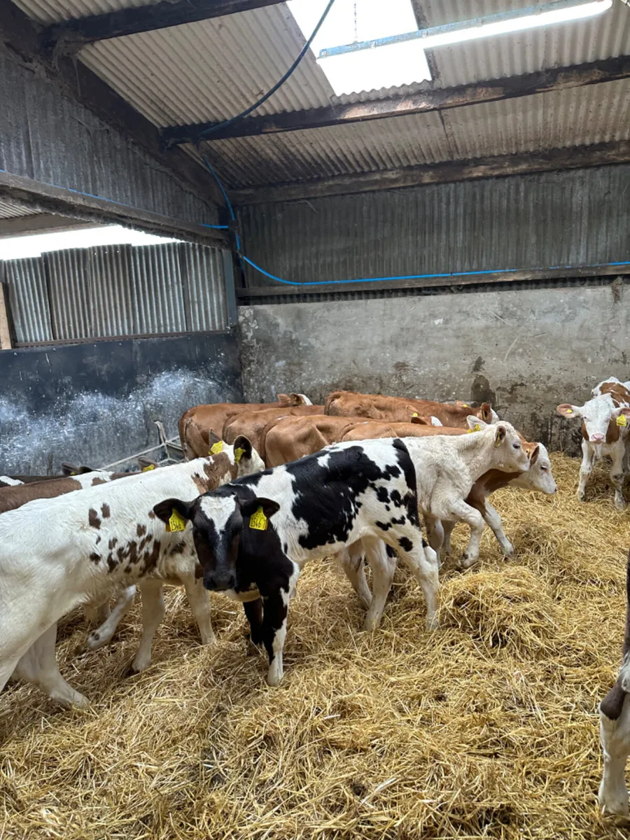 Reared bulls - Image 1