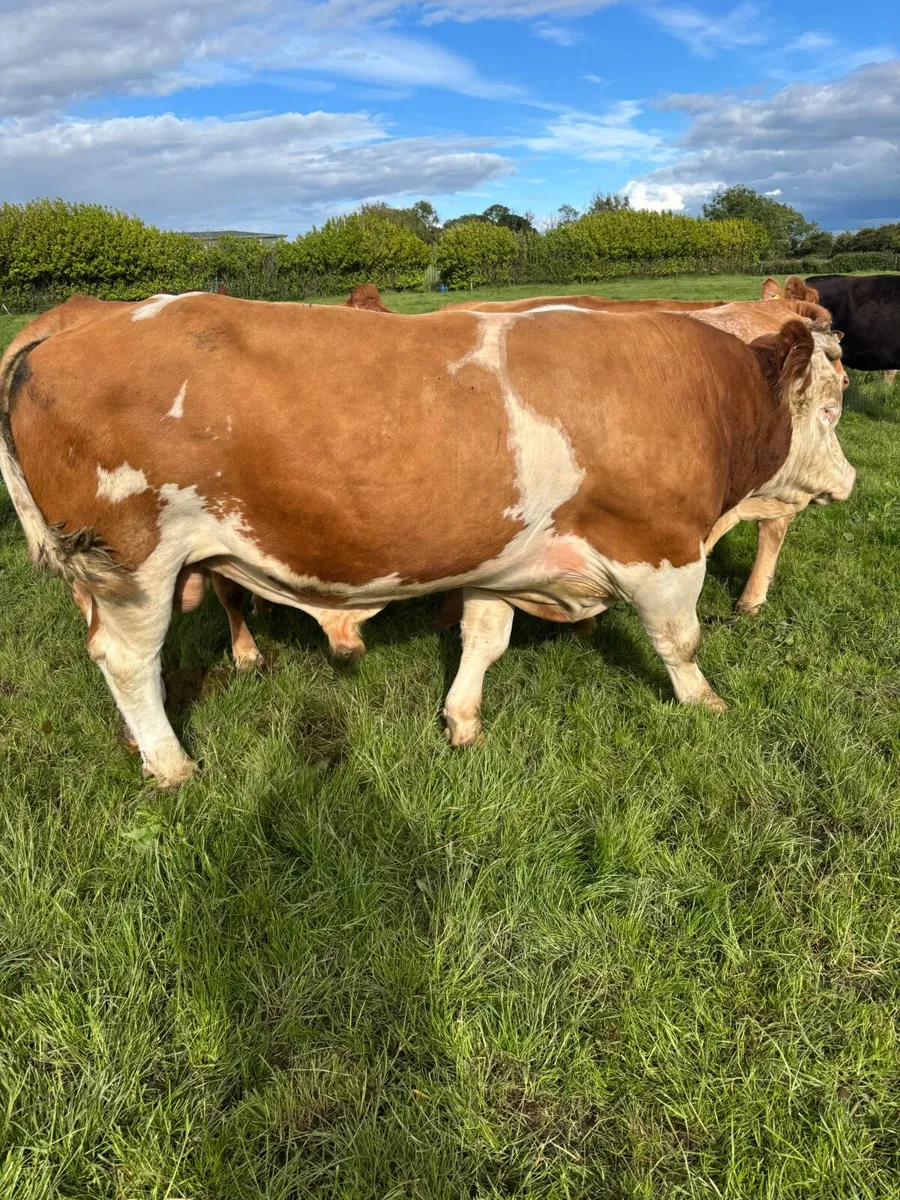 Pedigree Simmental Bull - Image 2