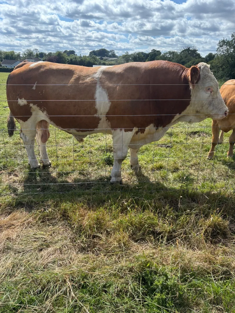 Pedigree Simmental Bull - Image 1