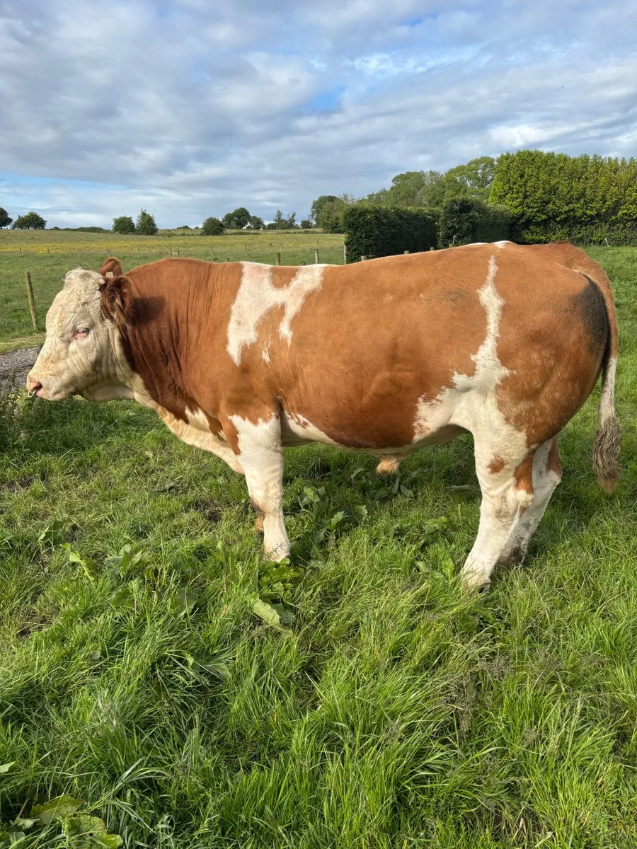 Pedigree Simmental Bull - Image 3