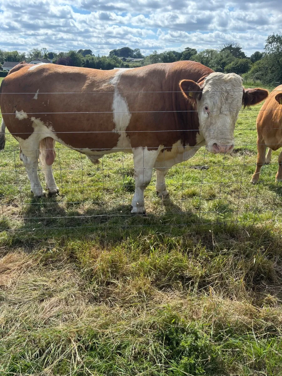 Pedigree Simmental Bull - Image 4
