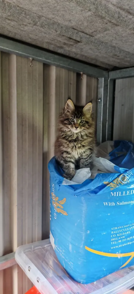 Maine Coon Kittens - Image 4