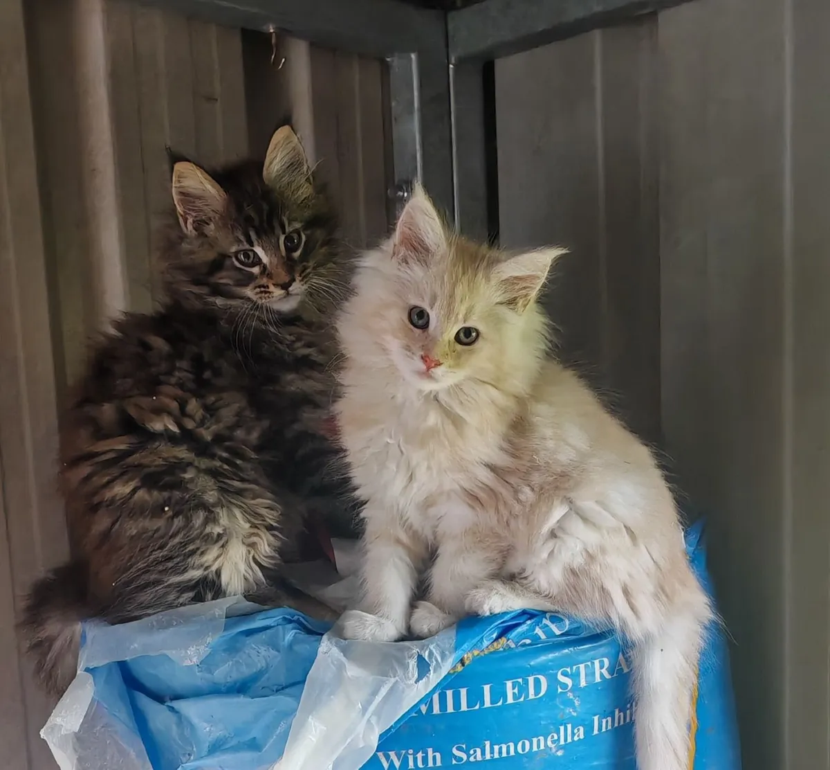 Maine Coon Kittens - Image 1