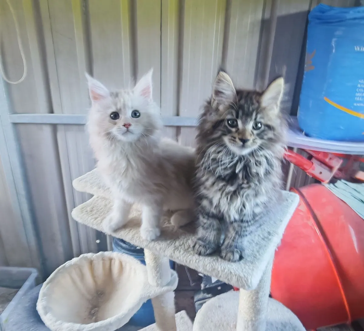 Maine Coon Kittens - Image 2