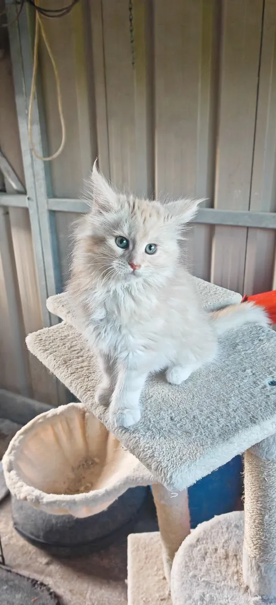 Maine Coon Kittens - Image 3
