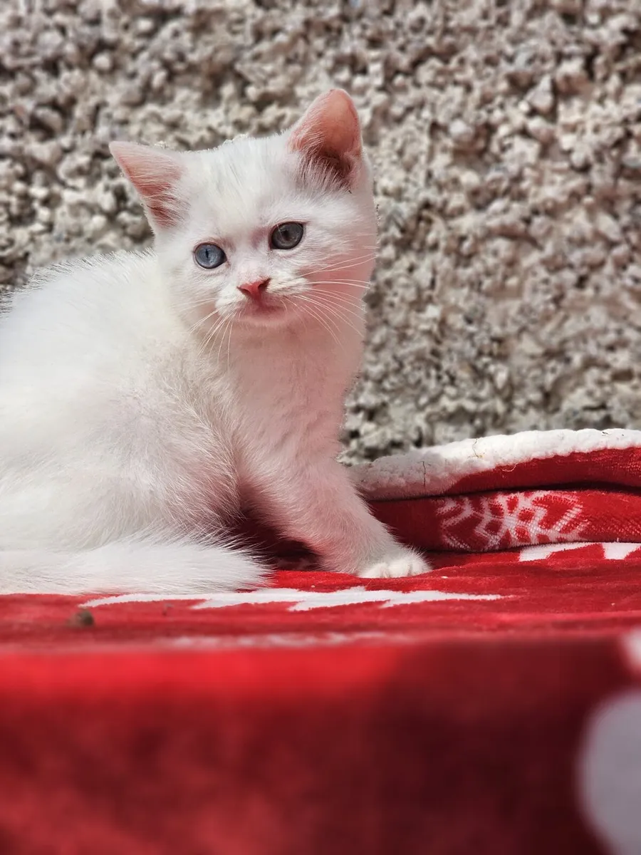 Scottish fold mix kittens one boy left whait - Image 1