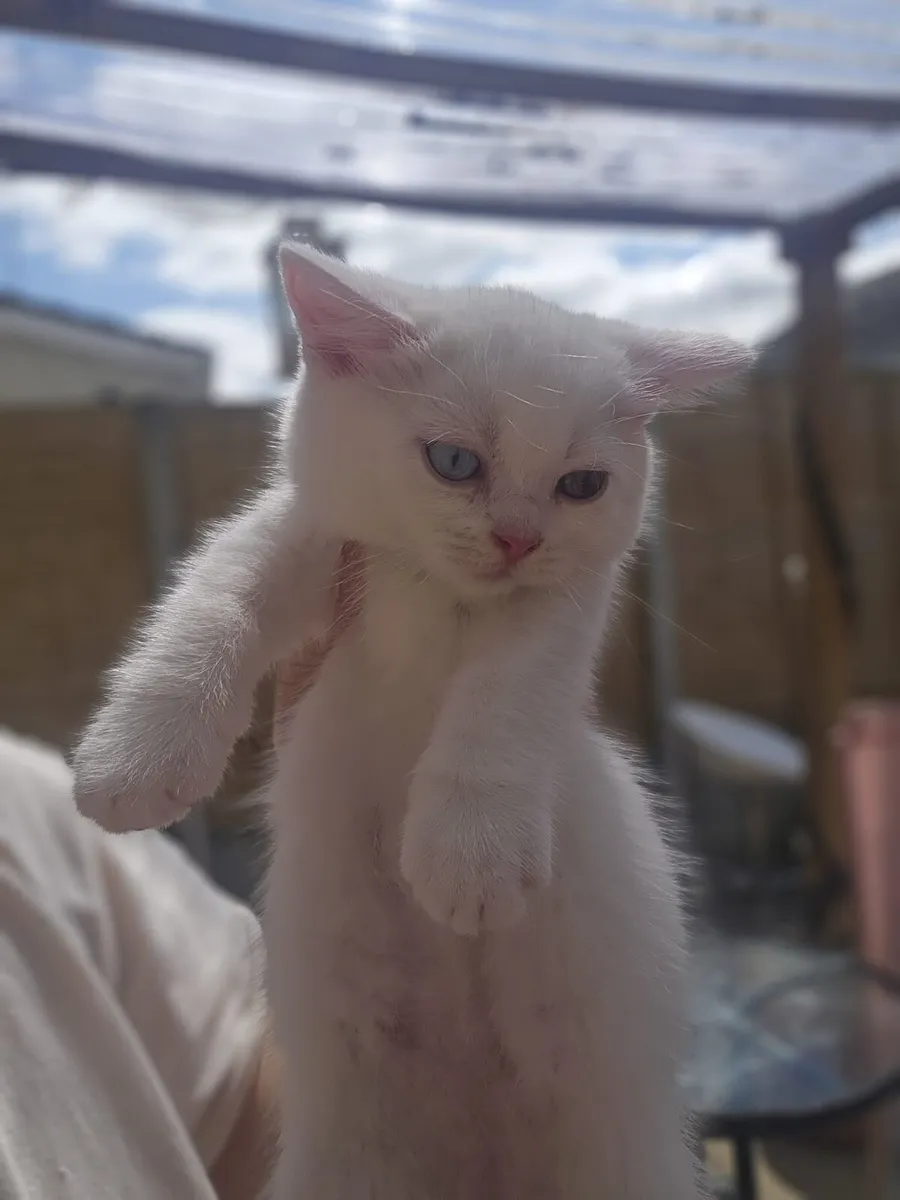 Scottish fold mix kittens one boy left whait - Image 3