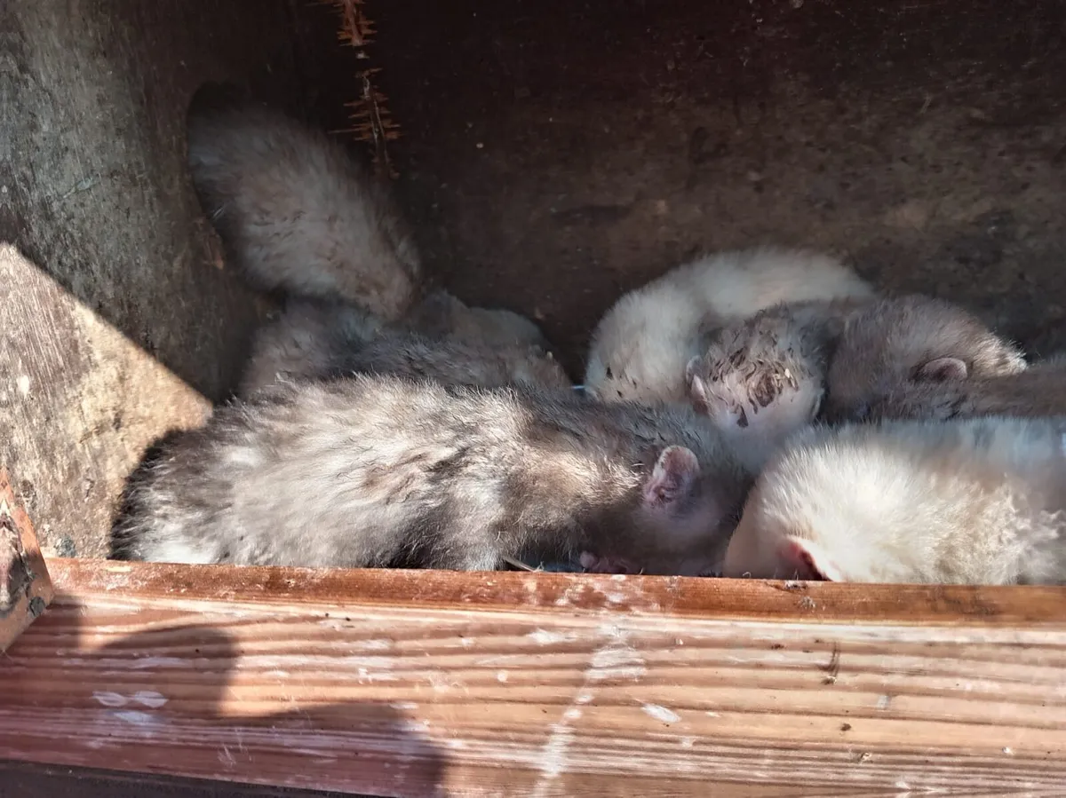 Ferrets - Image 2