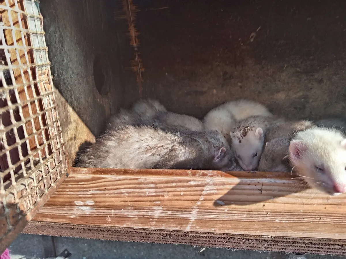 Ferrets - Image 3