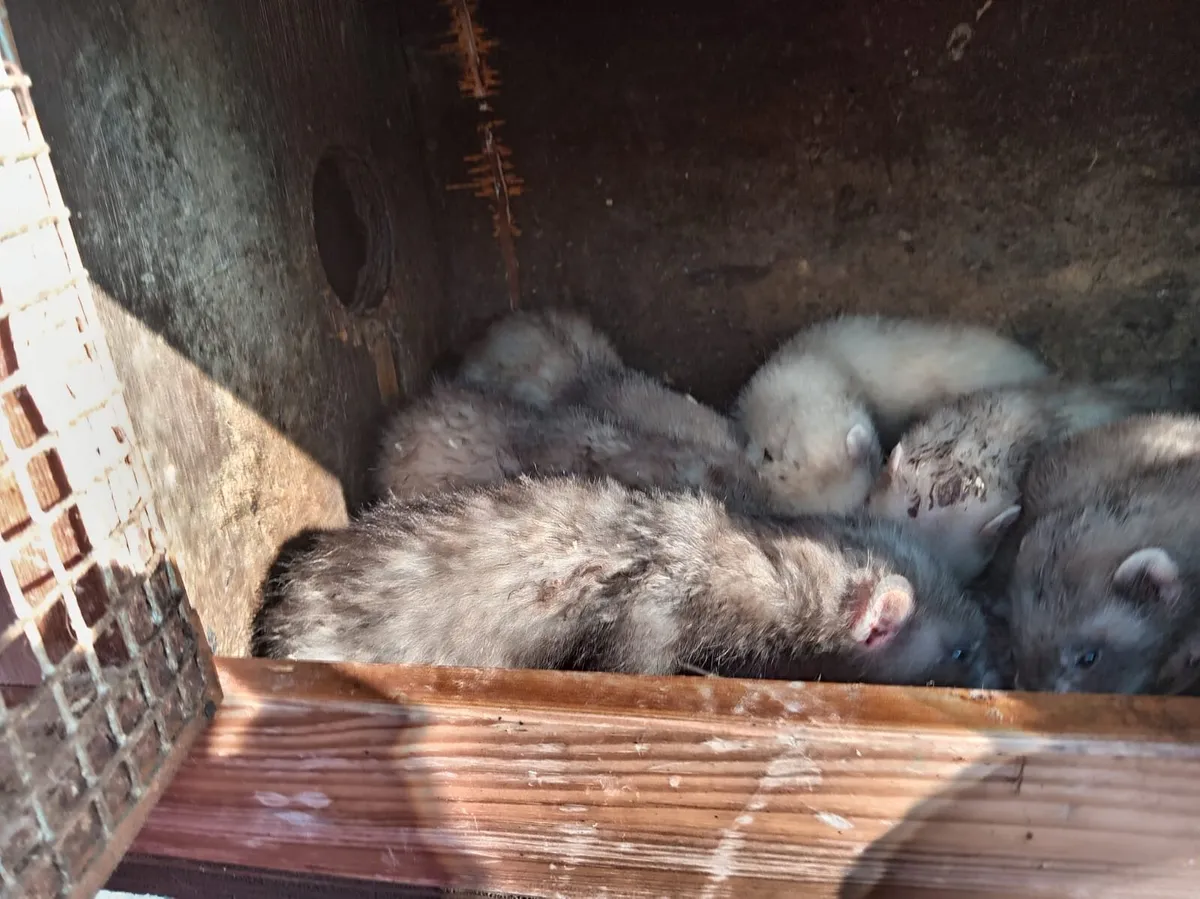 Ferrets - Image 4
