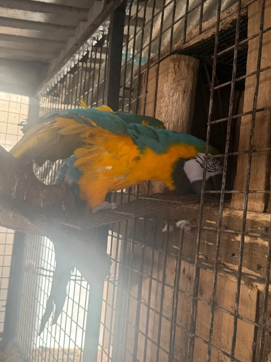 Avery birds - Image 4