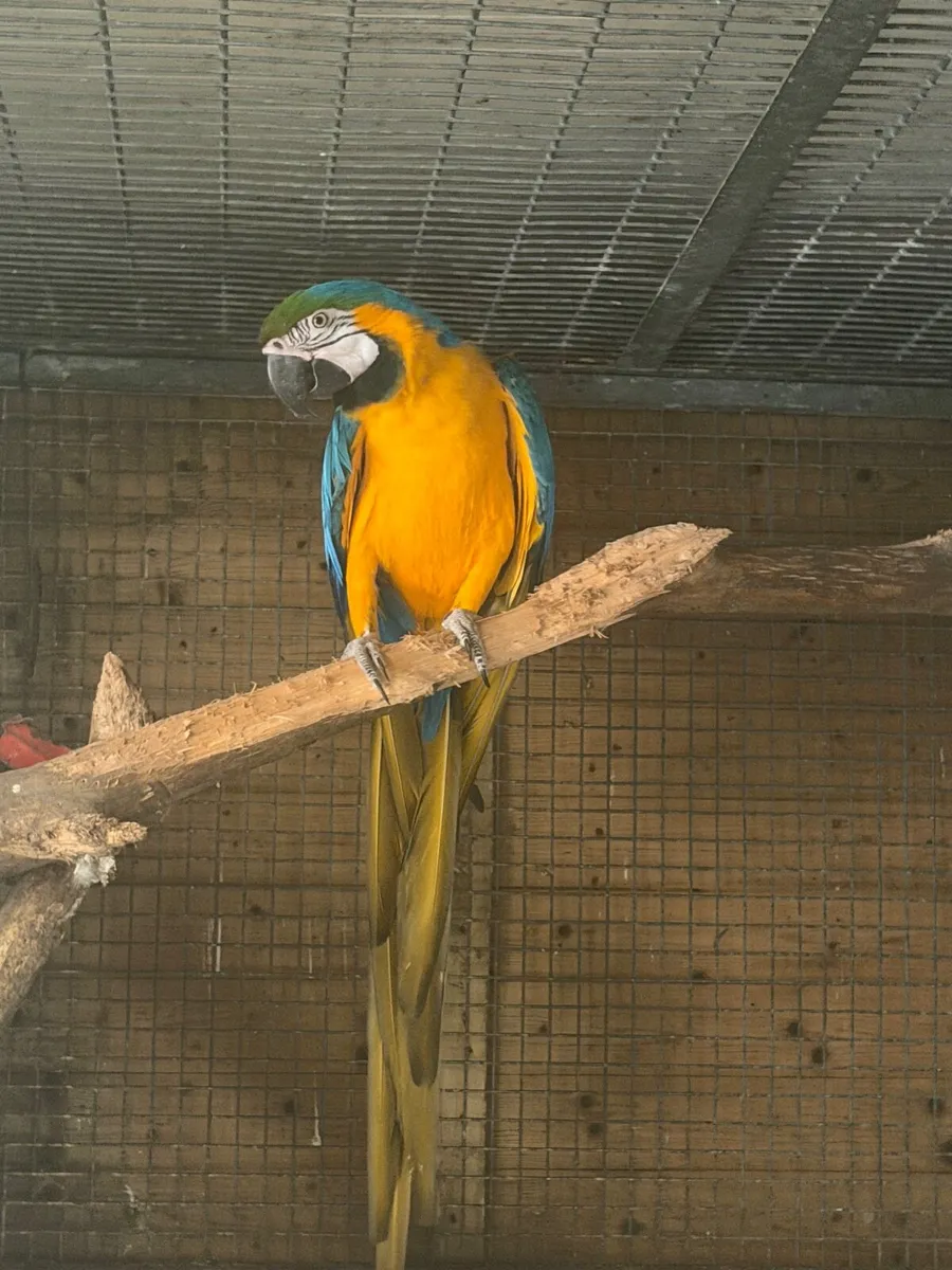 Avery birds - Image 1