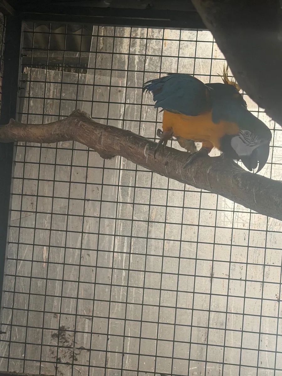 Avery birds - Image 3