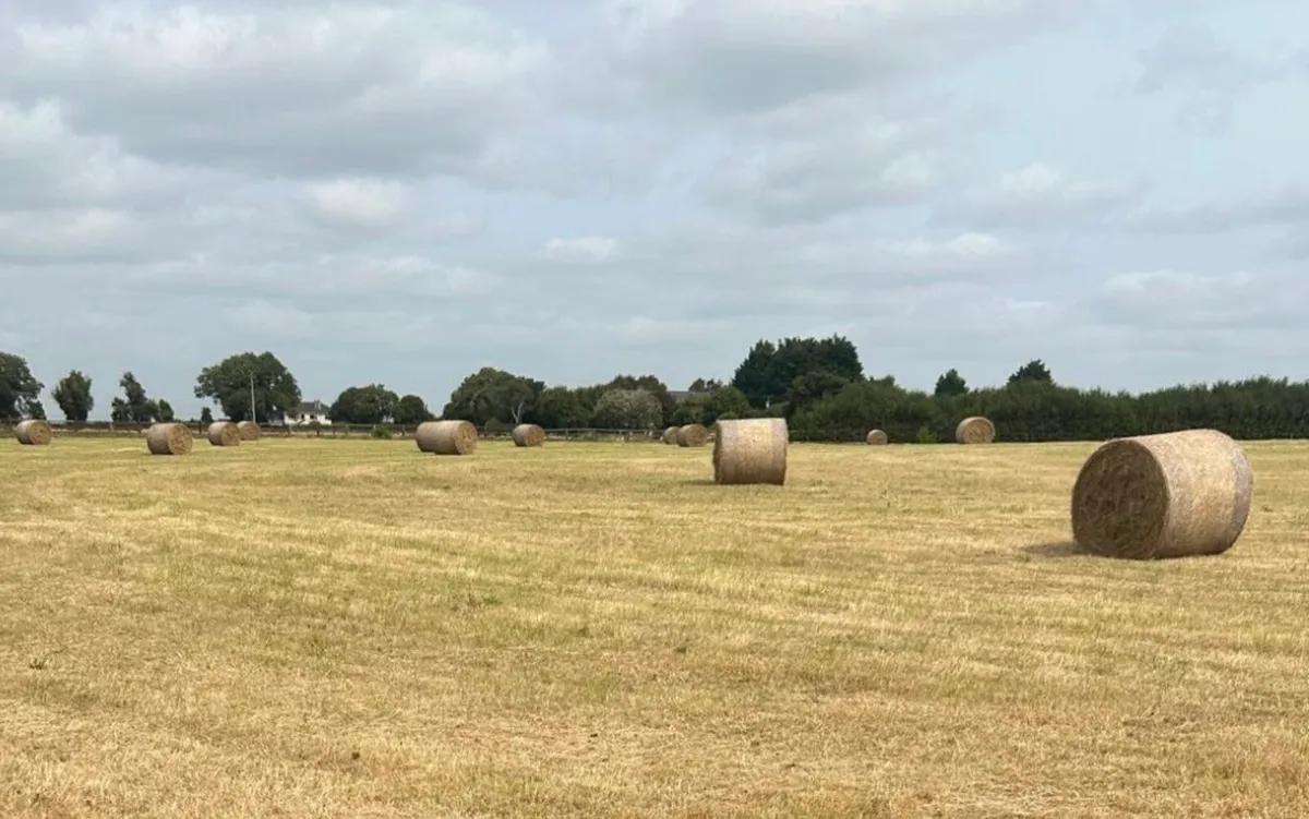 Hay - Image 1