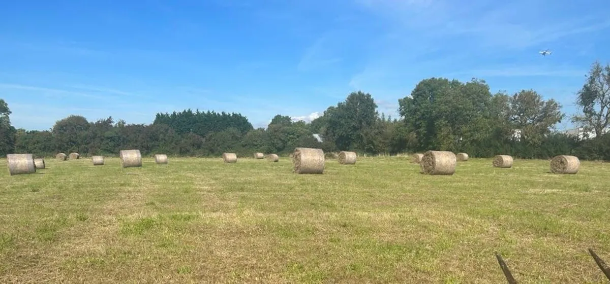 Hay - Image 3