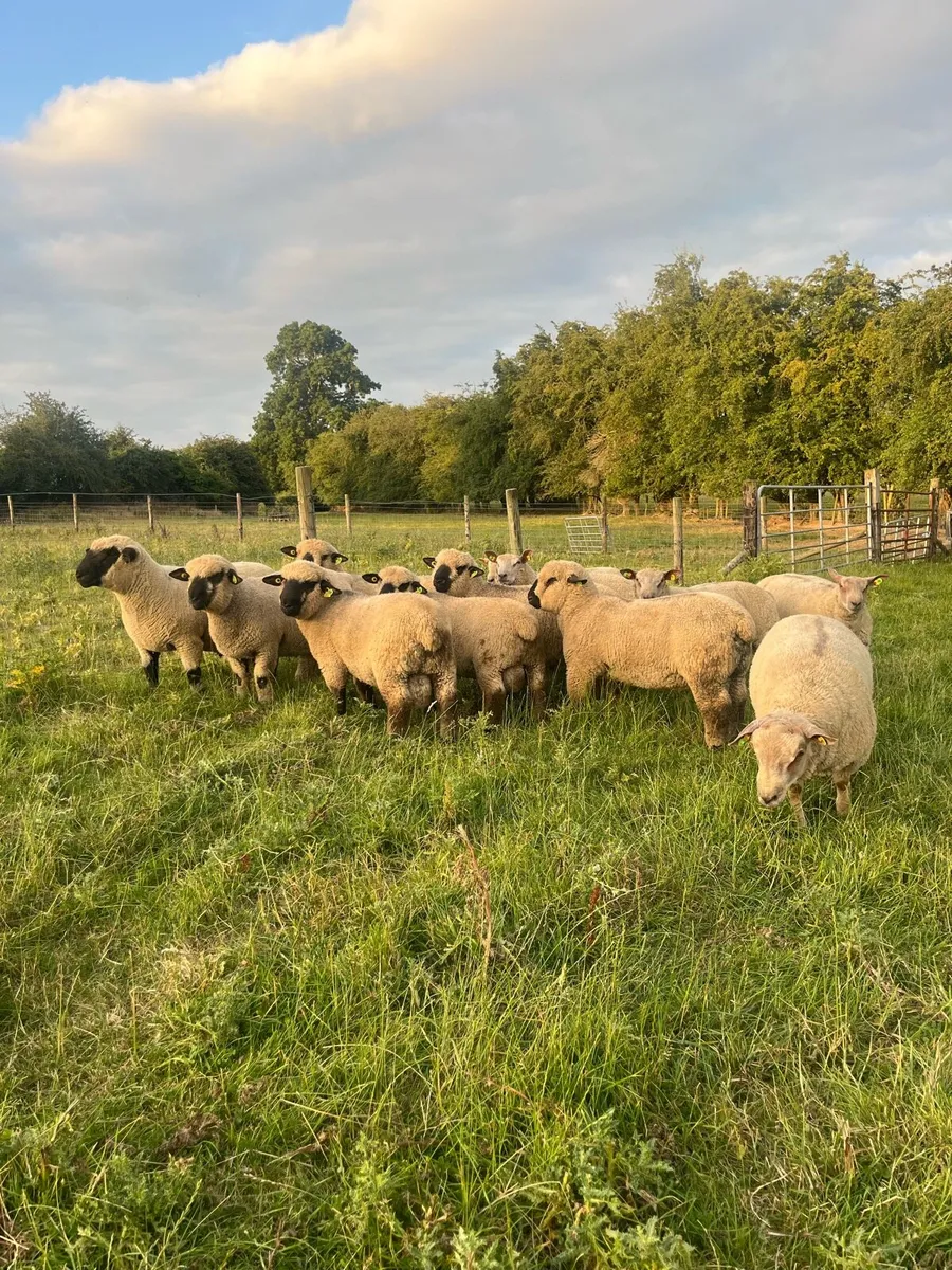 Charollais and Hampshire Down ram lambs - Image 1