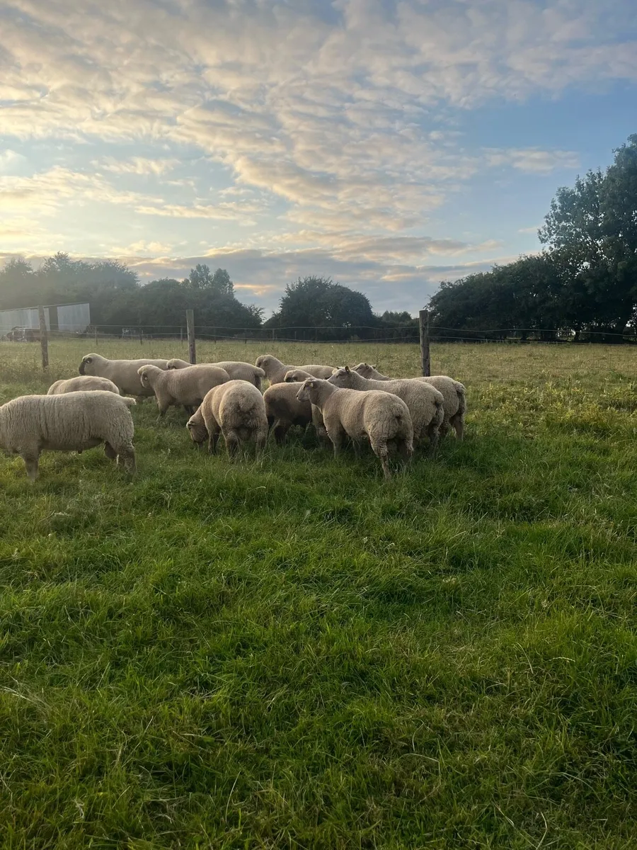 Charollais and Hampshire Down ram lambs - Image 2