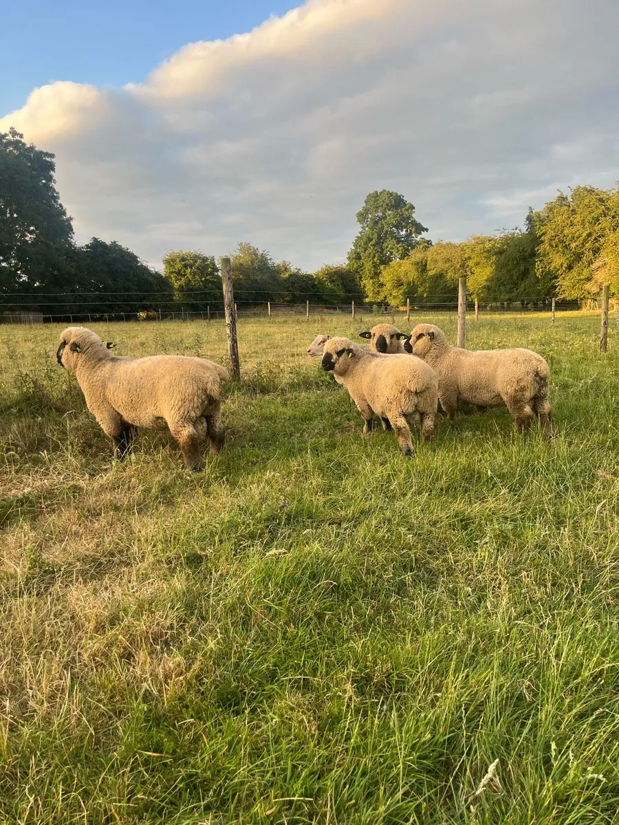 Charollais and Hampshire Down ram lambs - Image 3