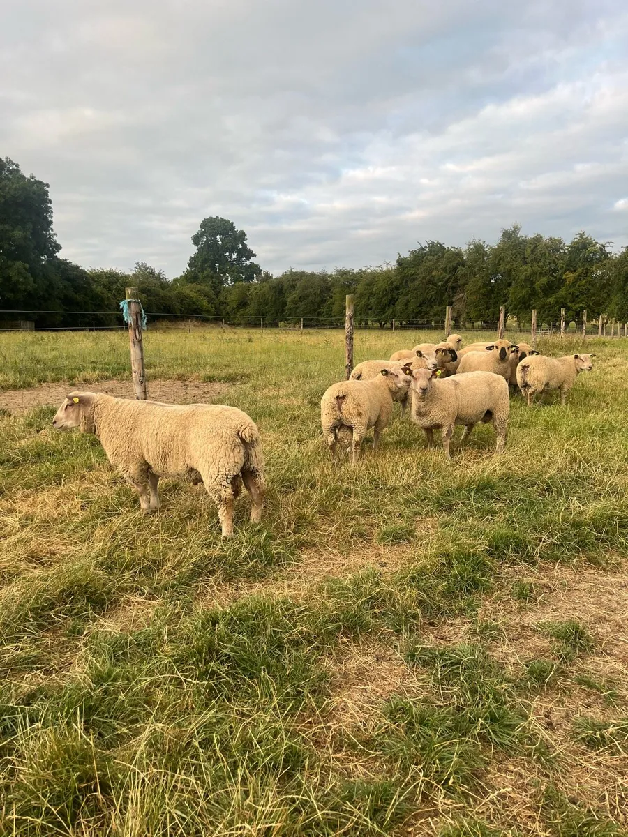 Charollais and Hampshire Down ram lambs - Image 4