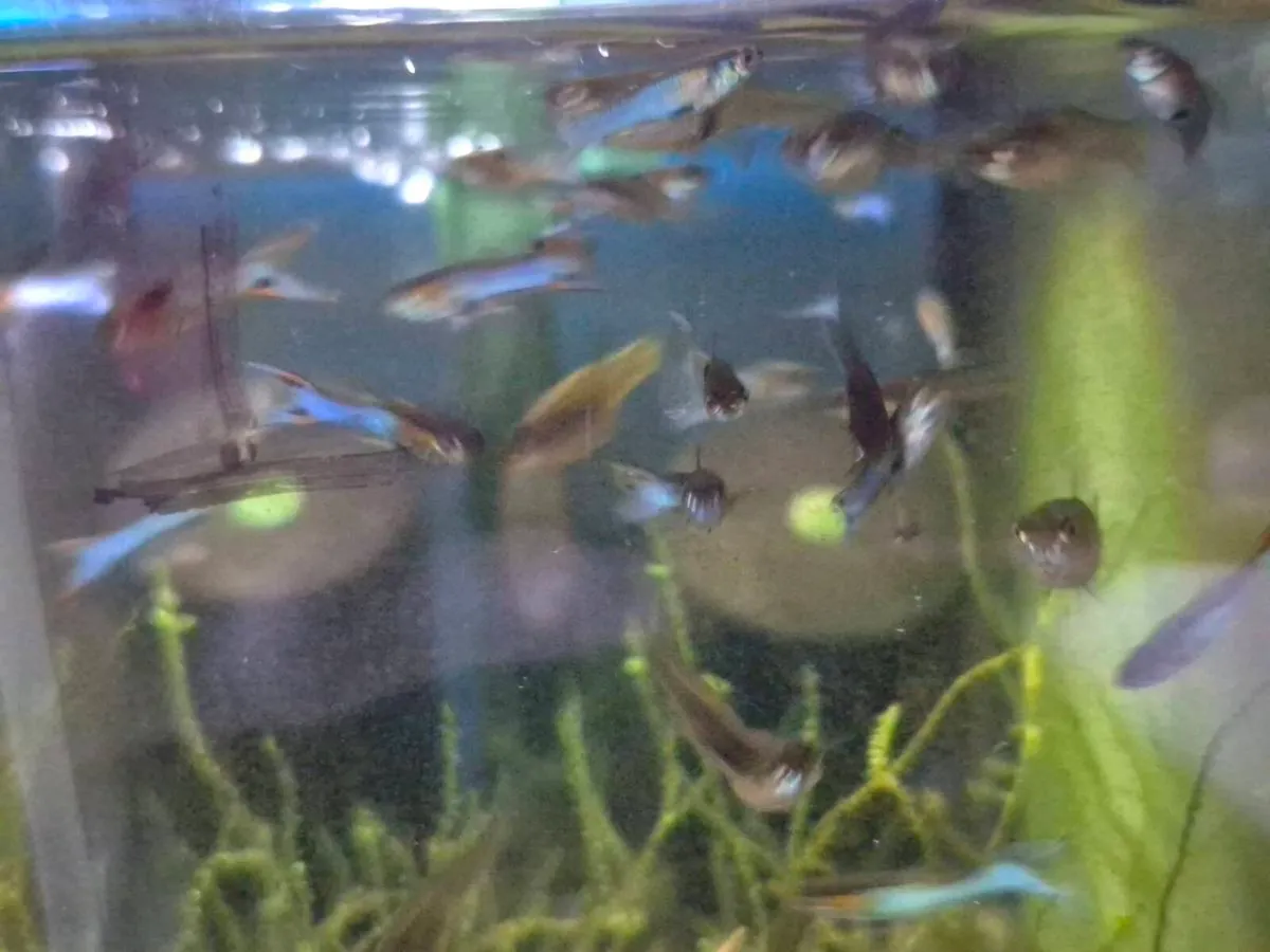 Japanese Blue Endlers - Image 2