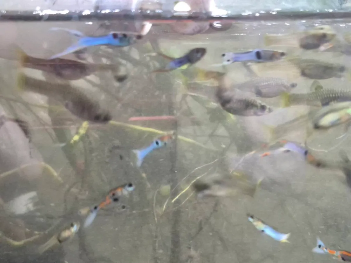 Japanese Blue Endlers - Image 3