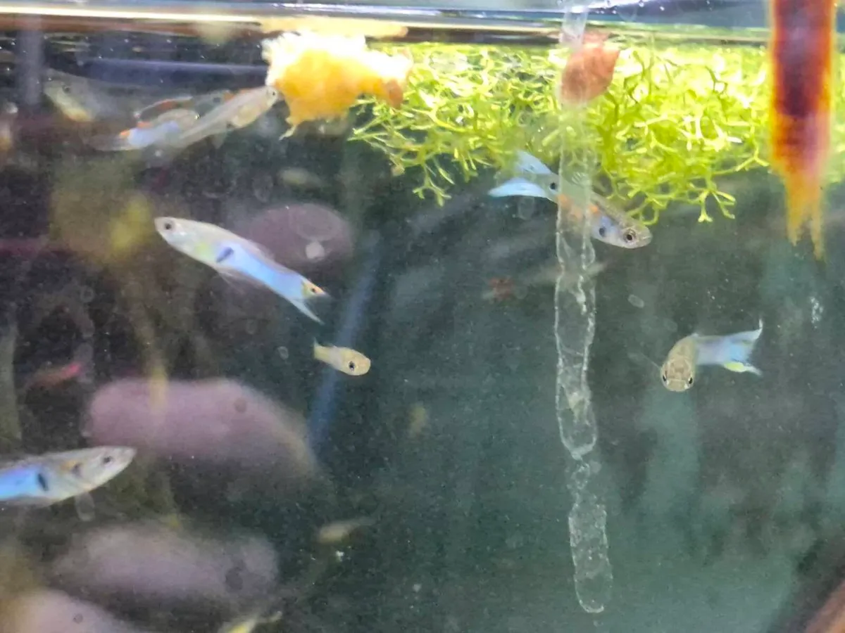 Japanese Blue Endlers - Image 4