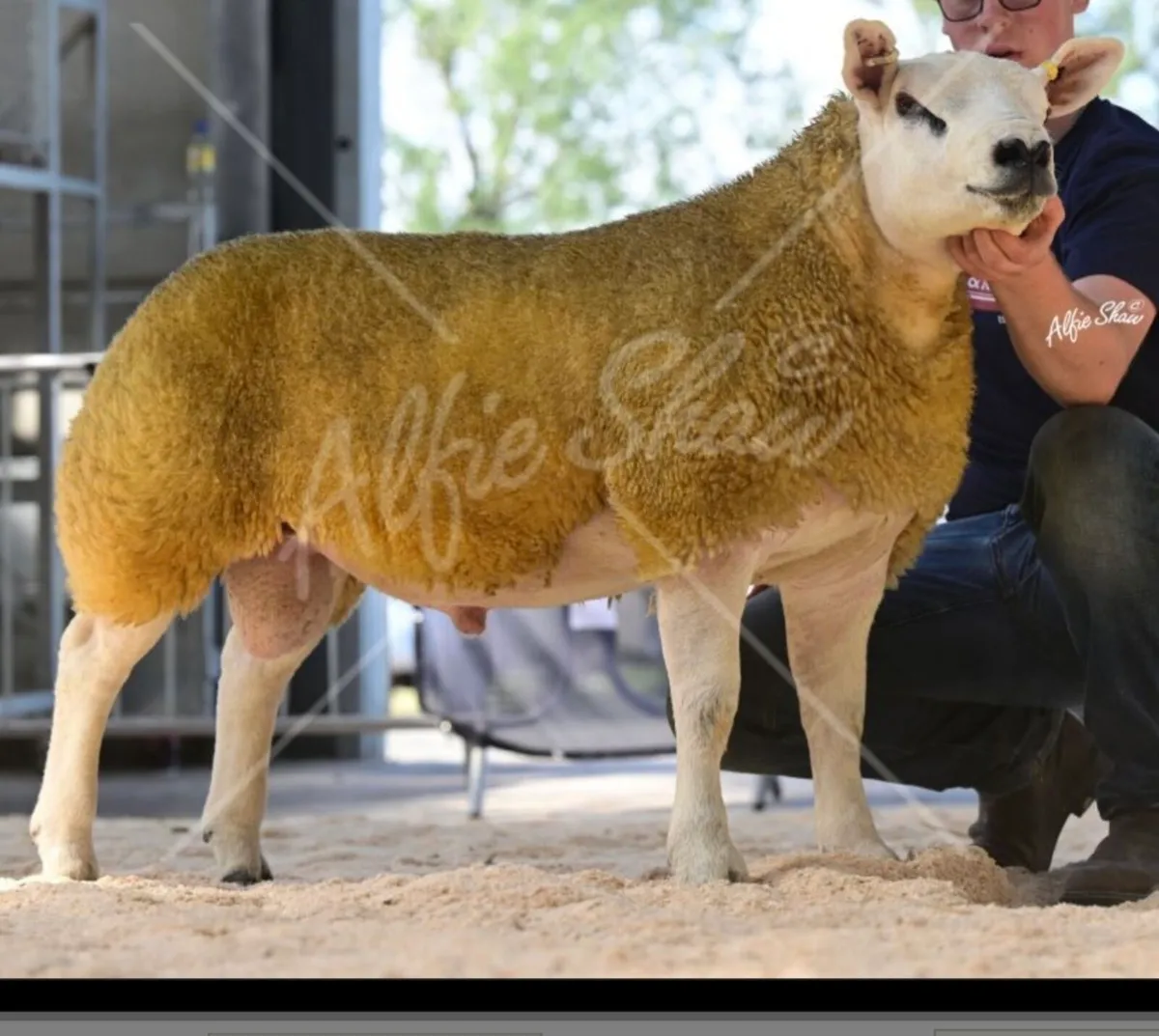 2 stock texel rams - Image 1