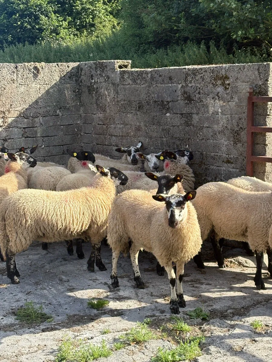 😍15 prize winning ewe lambs 😍 - Image 1