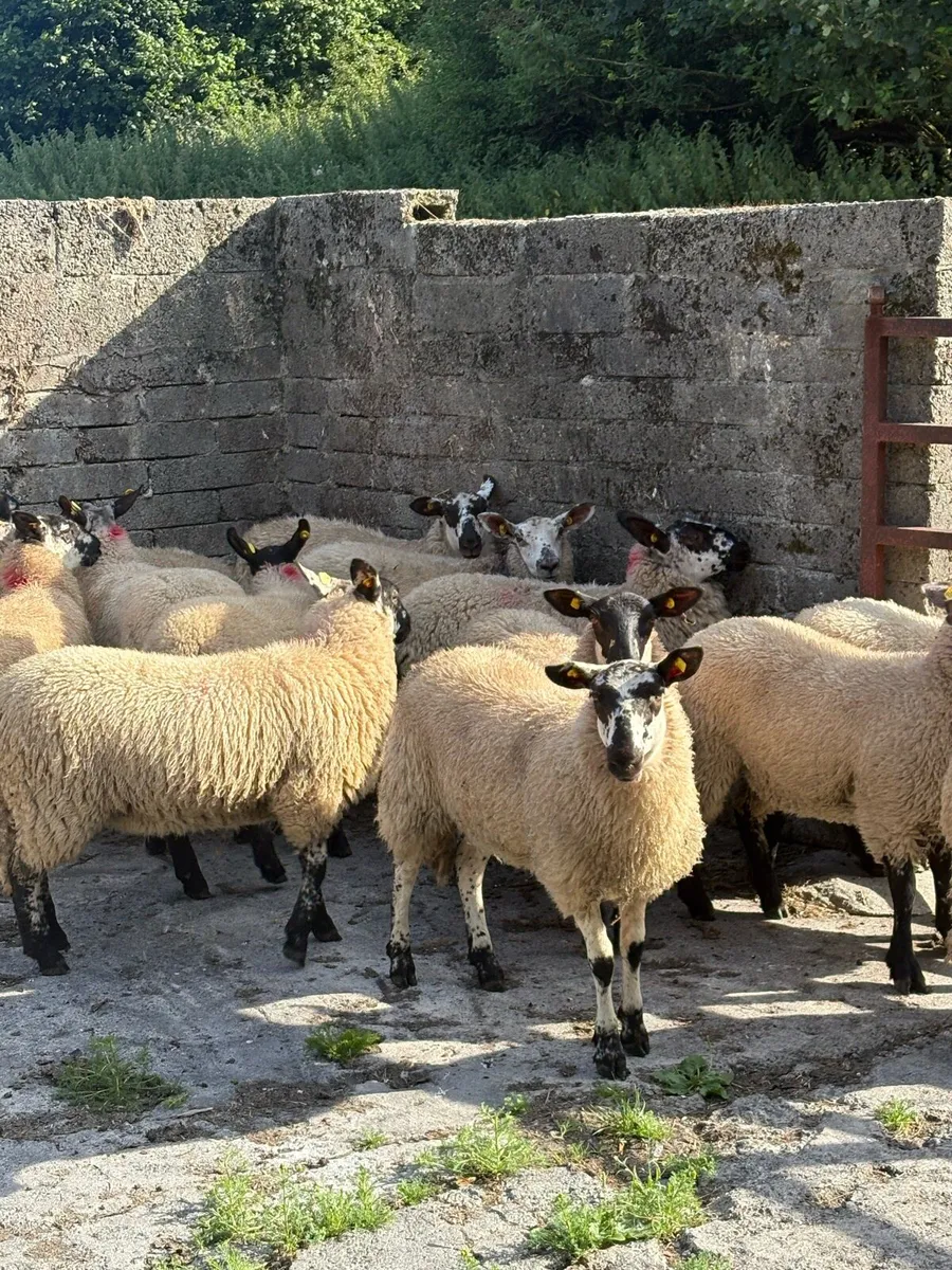 😍15 prize winning ewe lambs 😍 - Image 2