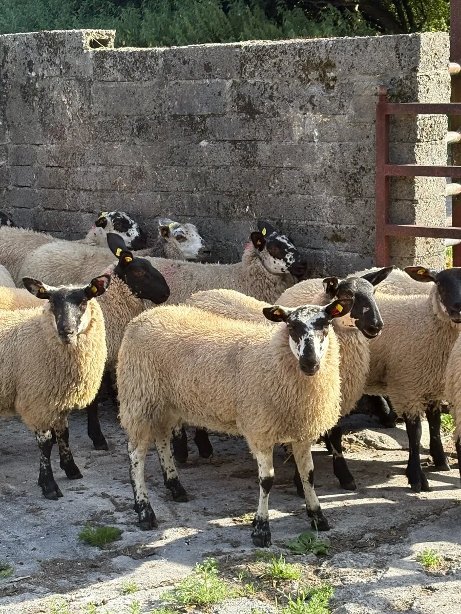 😍15 prize winning ewe lambs 😍 - Image 3