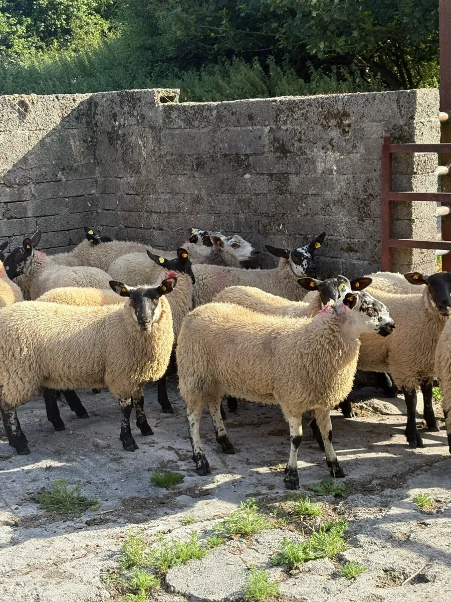😍15 prize winning ewe lambs 😍 - Image 4