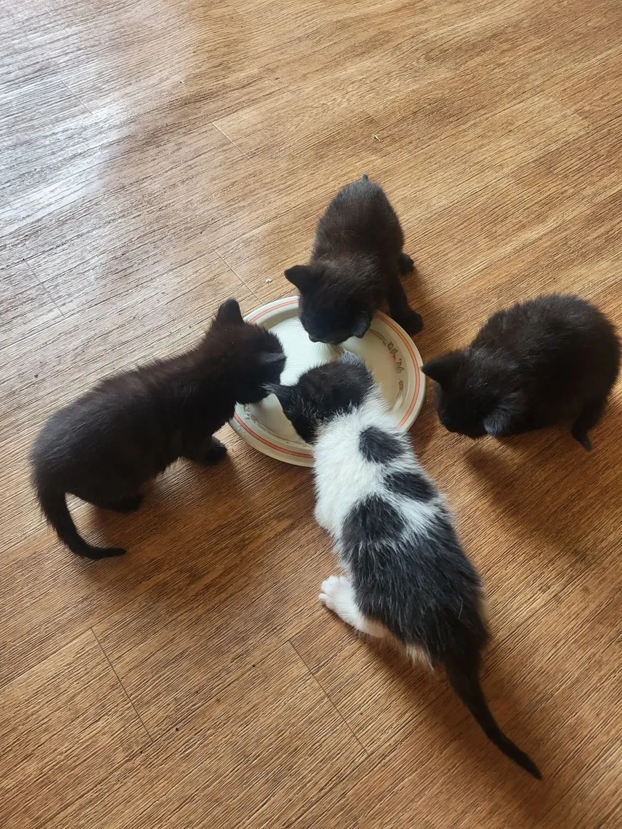 Kittens - Image 1