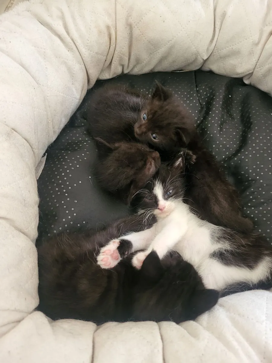 Kittens - Image 2