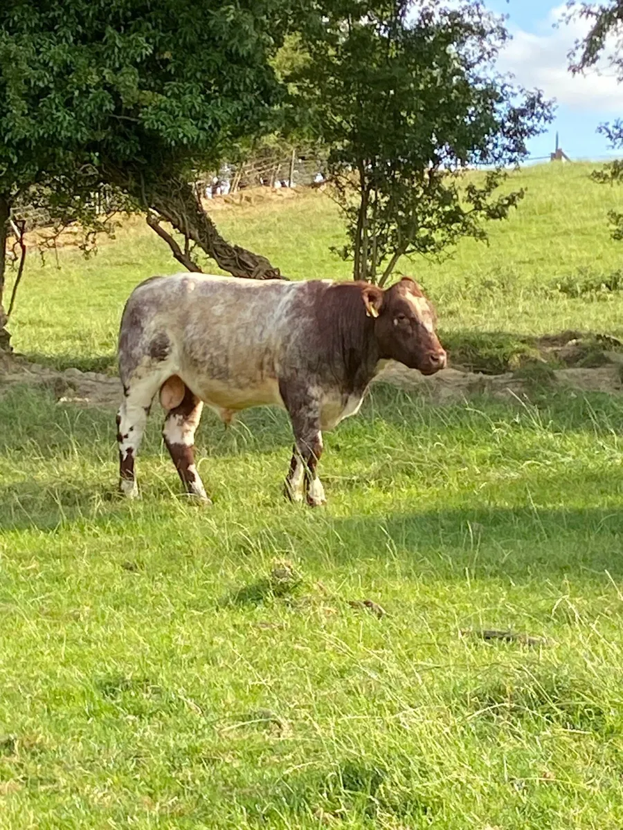 Bull - Image 1