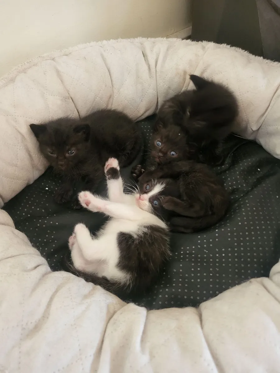 Kittens - Image 3