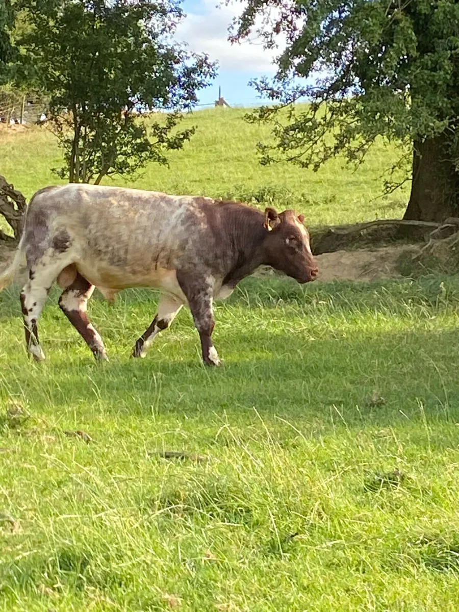 Bull - Image 2