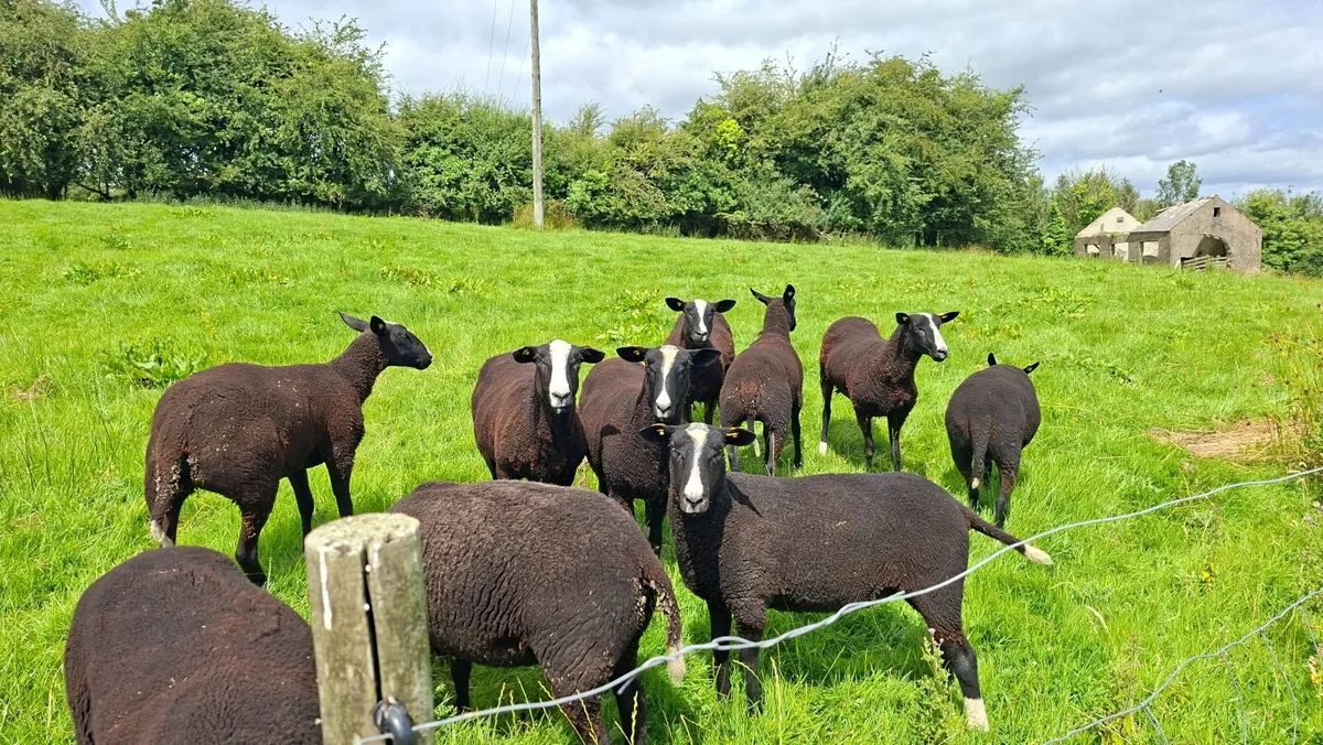 Zwartbles - Image 2