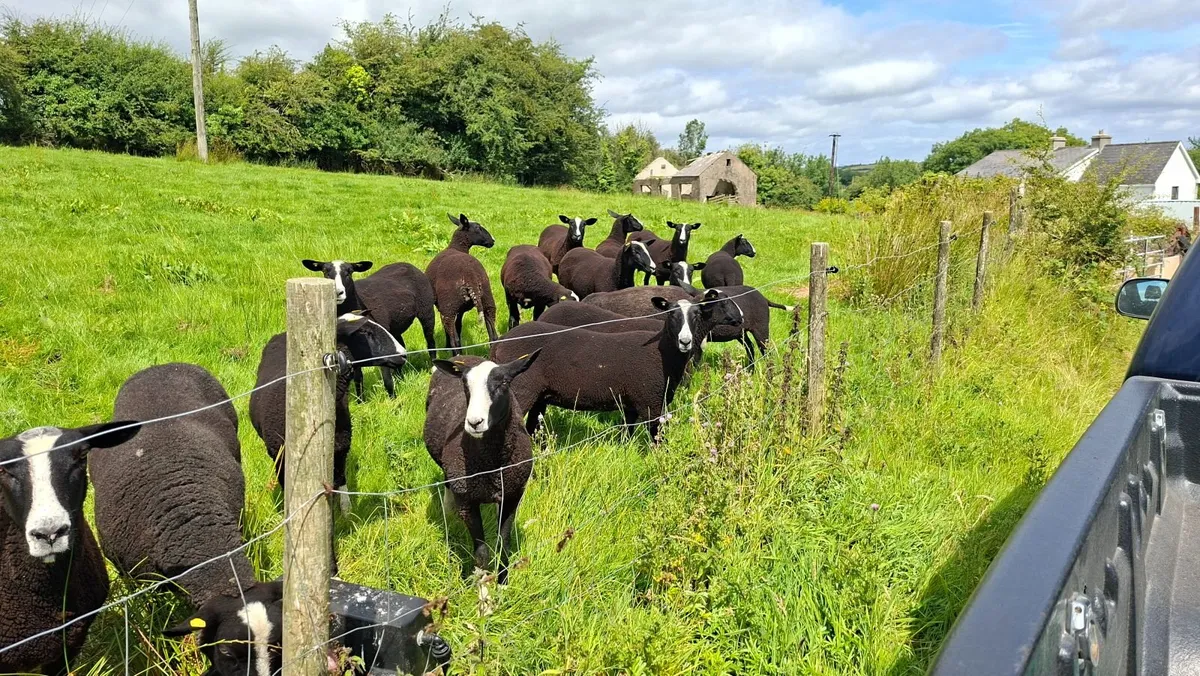 Zwartbles - Image 3
