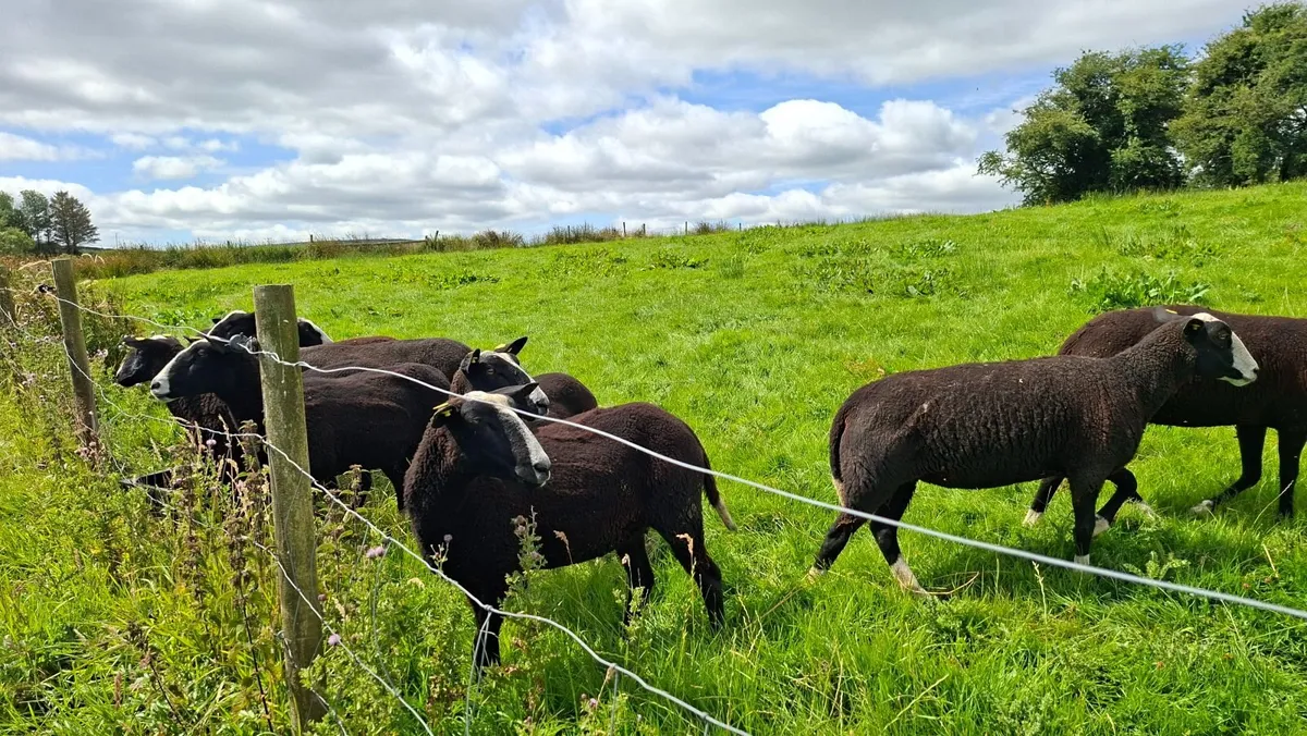 Zwartbles - Image 4