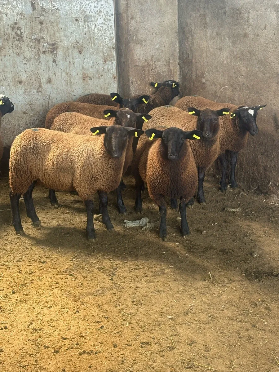⚡️12 Dutch spotted x ewe lambs ⚡️ - Image 1
