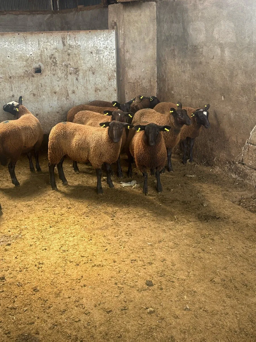 ⚡️12 Dutch spotted x ewe lambs ⚡️ - Image 2