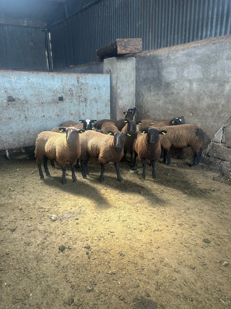 ⚡️12 Dutch spotted x ewe lambs ⚡️ - Image 3