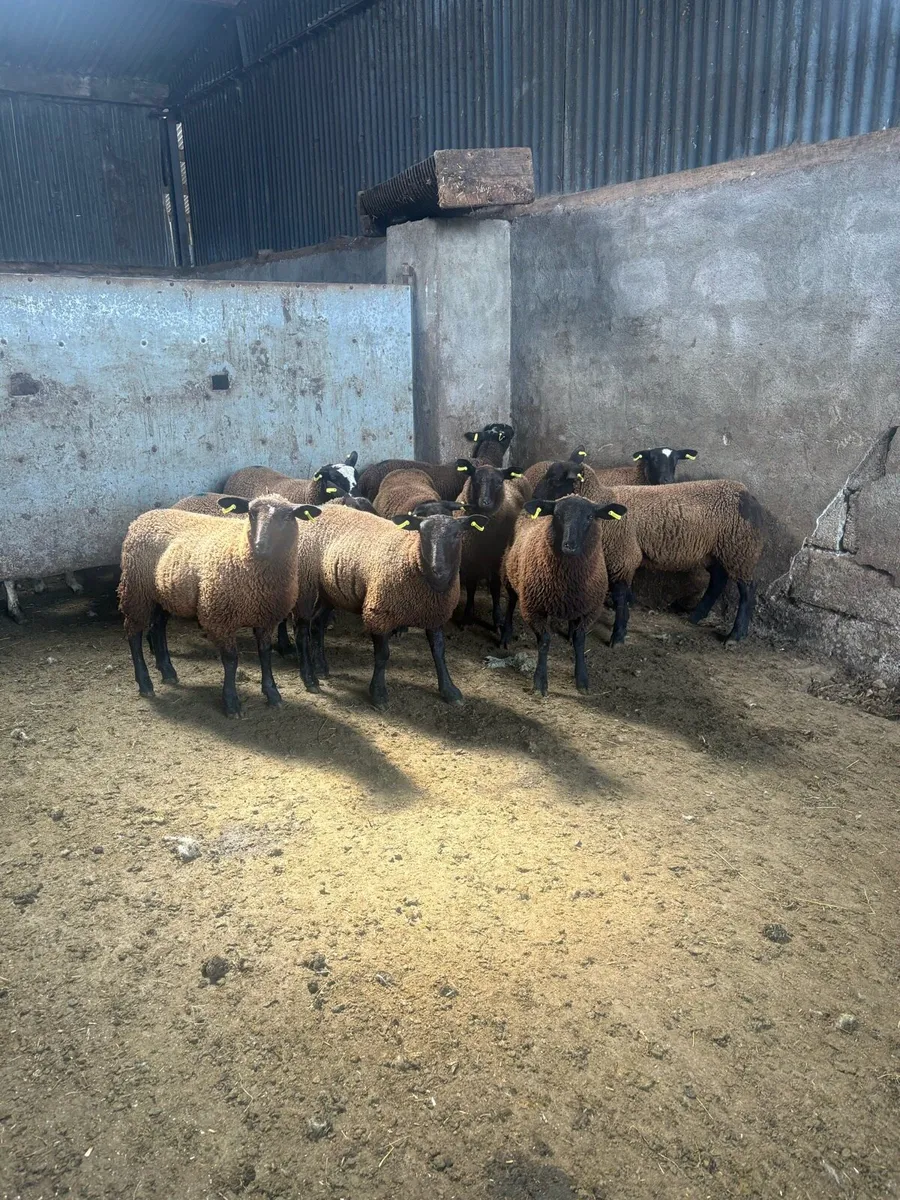 ⚡️12 Dutch spotted x ewe lambs ⚡️ - Image 4