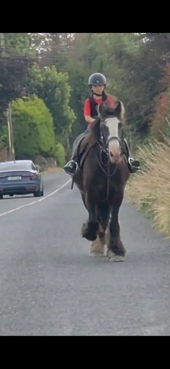 14.2 Gelding - Image 2