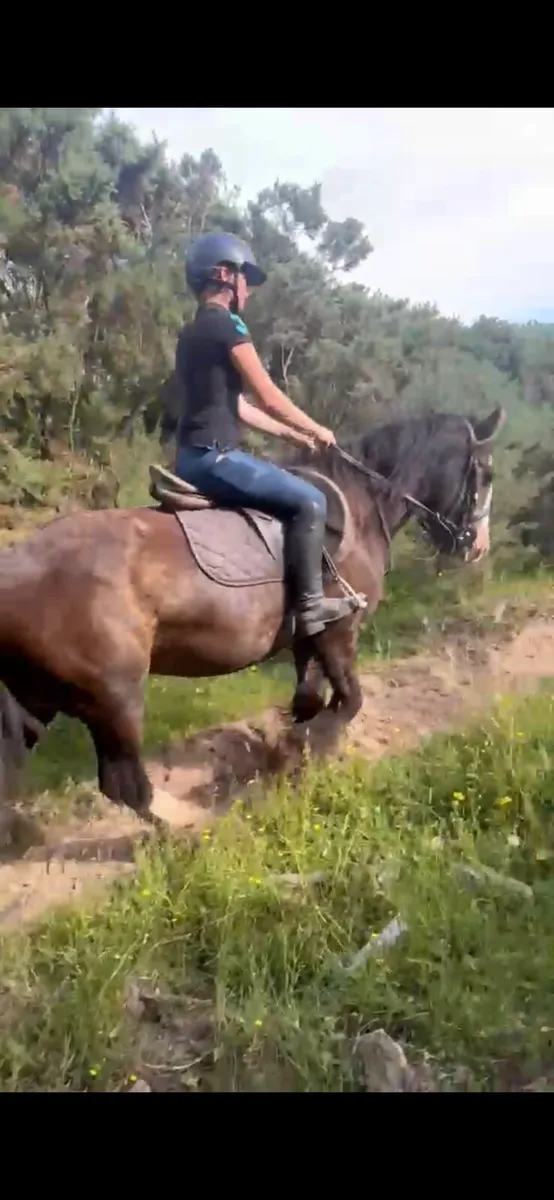 14.2 Gelding - Image 3